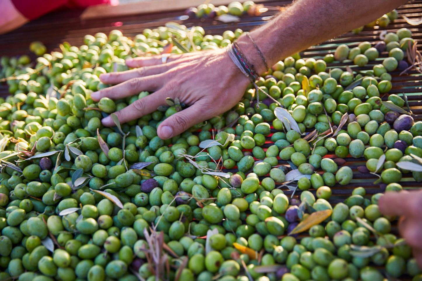 Extra Virgin Olive Oil for Cooking and Dressing